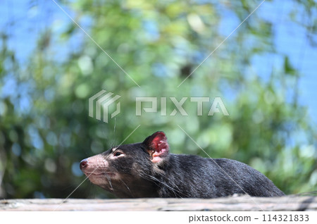 塔斯馬尼亞惡魔塔瑪動物園 塔斯馬尼亞惡魔塔瑪動物園 114321833