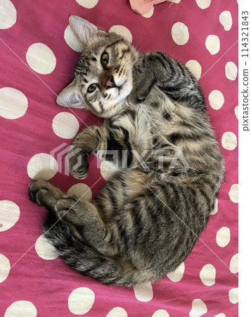 漂亮的小貓 114321843