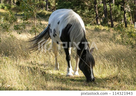 A piebald black and white horse peacefully grazing in a field 114321943