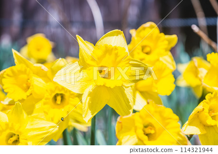 Narcissus 114321944