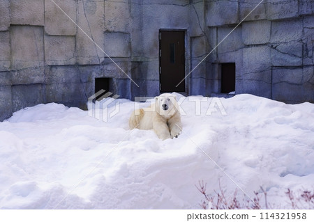 札幌丸山動物園北極熊館 114321958