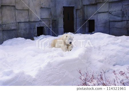 札幌丸山動物園北極熊館 札幌丸山動物園北極熊館 114321961