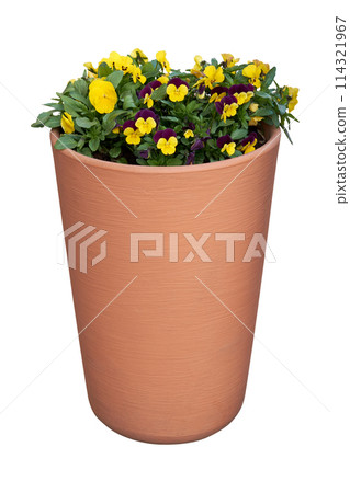 Beautiful pansies, violets, violas growing in the flowerpot. Viola tricolor spring flowers in flower pot, isolated on white. Beautiful pansies, violets, violas growing in the flowerpot. Viola tricolor spring flowers in flower pot, isolated on white. 114321967