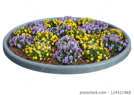 Beautiful pansies, violets, violas  growing on the flowerbed. Violet tricolor spring flowers on flowerbed, isolated on white. 114321968