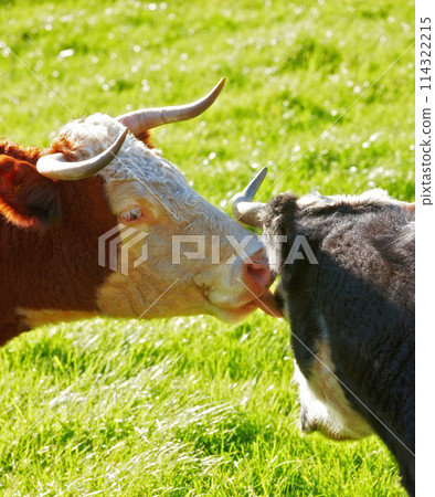 Two hereford cows together and licking each other on farm pasture. Hairy animals cleaning eyes against green grass on remote farmland and agriculture estate. Raising live cattle for dairy industry Two hereford cows together and licking each other on farm pasture. Hairy animals cleaning eyes against green grass on remote farmland and agriculture estate. Raising live cattle for dairy industry 114322215