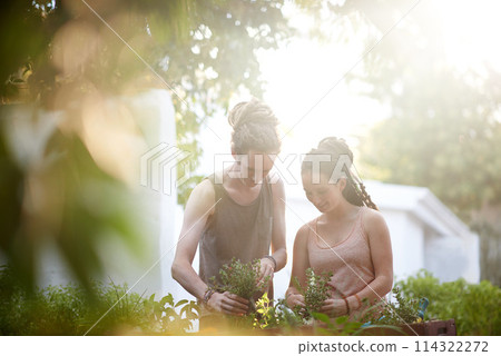 Couple, man and woman with plants in garden, harvest and sustainability of herbs for growth. Happy people, working and caring for vegetables together with smile, organic and vegan food in backyard Couple, man and woman with plants in garden, harvest and sustainability of herbs for growth. Happy people, working and caring for vegetables together with smile, organic and vegan food in backyard 114322272