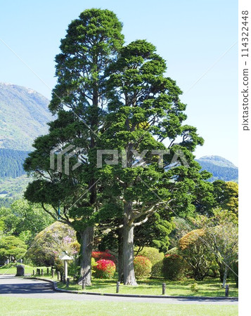 神奈川縣,恩賜箱根公園初夏景觀,五月 神奈川縣,恩賜箱根公園初夏景觀,五月 114322448