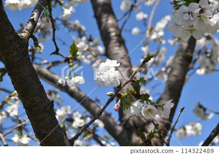 Cherry blossoms at the Japan Flower Association's Yuki Farm after Qingming 114322489