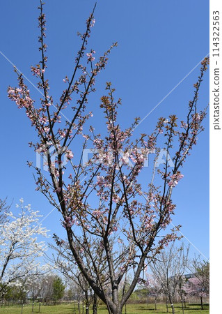Cherry blossoms at the Japan Flower Association's Yuki Farm after Qingming Cherry blossoms at the Japan Flower Association's Yuki Farm after Qingming 114322563
