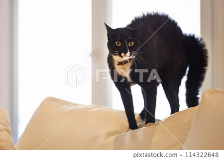 Cat, home and sofa with portrait, surprise and shock of a pet on a living room couch with hair raise. Animal, lounge and stress with black fur of a kitten with fear, anxiety and curiosity in a house Cat, home and sofa with portrait, surprise and shock of a pet on a living room couch with hair raise. Animal, lounge and stress with black fur of a kitten with fear, anxiety and curiosity in a house 114322648