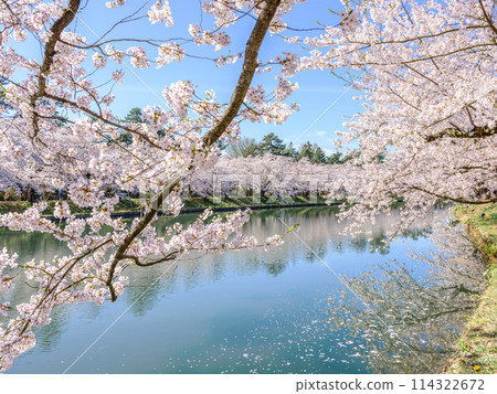 Yoshino cherry tree in full bloom and blue sky 114322672