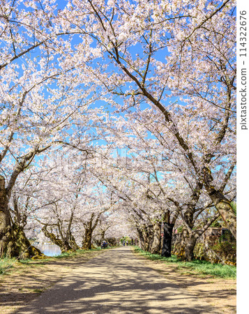 Yoshino cherry tree in full bloom and blue sky Yoshino cherry tree in full bloom and blue sky 114322676
