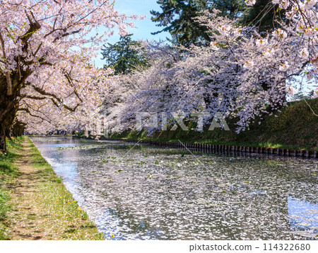 Yoshino cherry tree in full bloom and blue sky 114322680