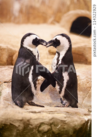 Animal, penguin and kissing at sea rocks for bonding with touch, together and affection at beach in New Zealand. Nature, boulders and marine with tap for love to socialize at aquarium and friendship 114322929