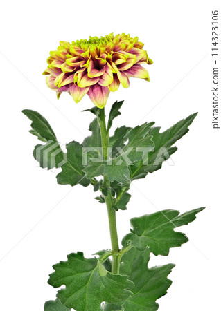 【菊花SP媽媽Seiri Reek】(深度合成) 【菊花SP媽媽Seiri Reek】(深度合成) 114323106