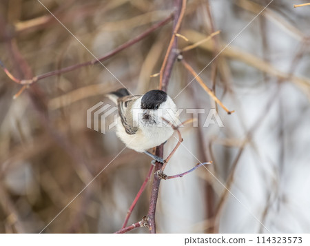 Cute bird the willow tit, song bird sitting on a branch without leaves in the winter. 114323573