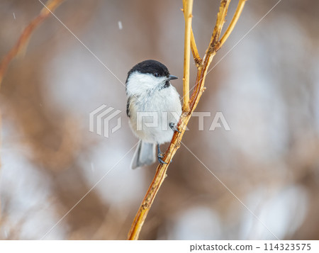 Cute bird the willow tit, song bird sitting on a branch without leaves in the winter. Cute bird the willow tit, song bird sitting on a branch without leaves in the winter. 114323575