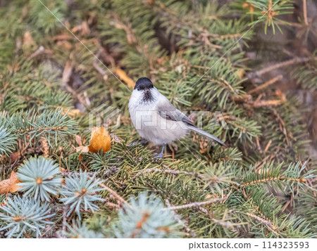 Cute bird the willow tit, song bird sitting on the fir branch Cute bird the willow tit, song bird sitting on the fir branch 114323593