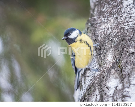 Cute bird Great tit, songbird sitting on the tree trunk in autumn. Parus major 114323597