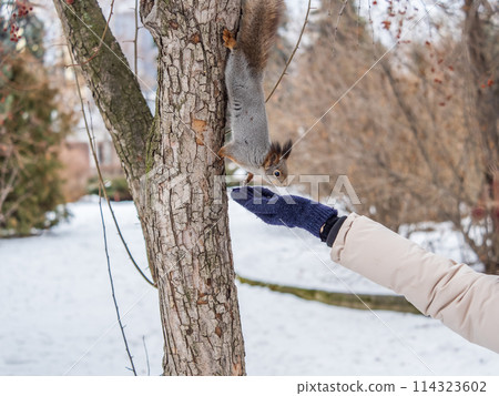 Girl feeds a squirrel with nuts at winter. Caring for animals in winter or autumn. Girl feeds a squirrel with nuts at winter. Caring for animals in winter or autumn. 114323602