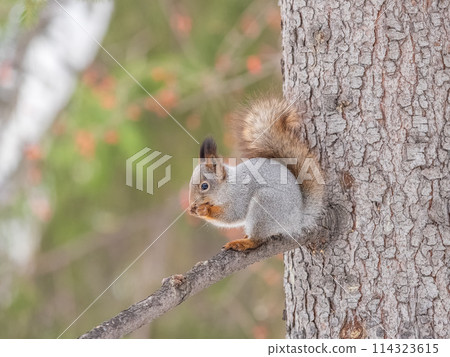 The squirrel with nut sits on tree in the winter or late autumn 114323615