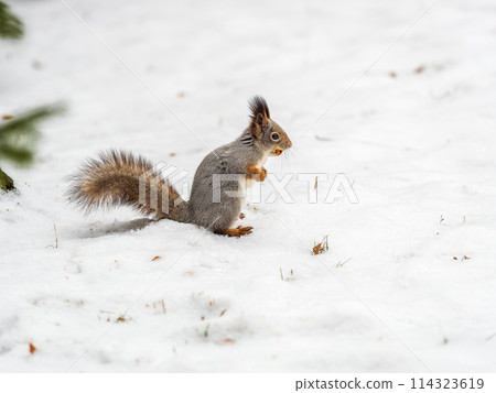 The squirrel funny standing on its hind legs on the white snow The squirrel funny standing on its hind legs on the white snow 114323619