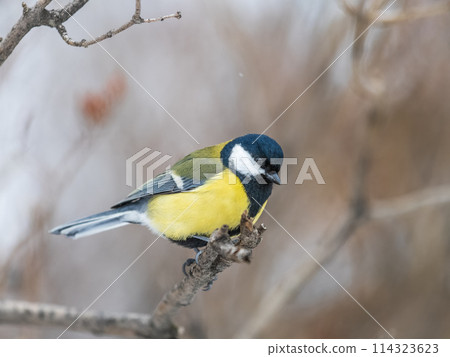 Cute bird Great tit, songbird sitting on the branch with blurred background Cute bird Great tit, songbird sitting on the branch with blurred background 114323623