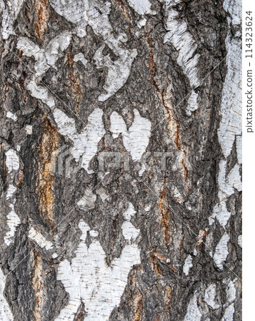 The texture of the birch bark. The texture of the birch bark. 114323624