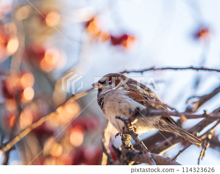 Sparrow sits on a branch without leaves. 114323626