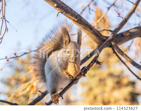 The squirrel with nut sits on tree in the winter or late autumn 114323627