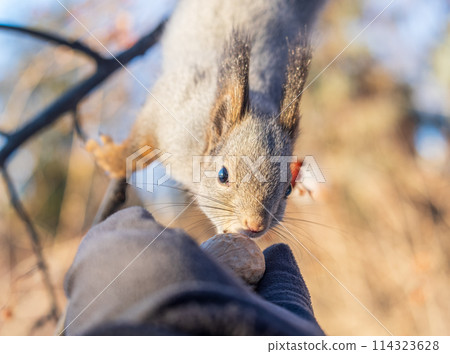 Squirrel eats nuts from a man's hand. Caring for animals in winter or autumn. 114323628