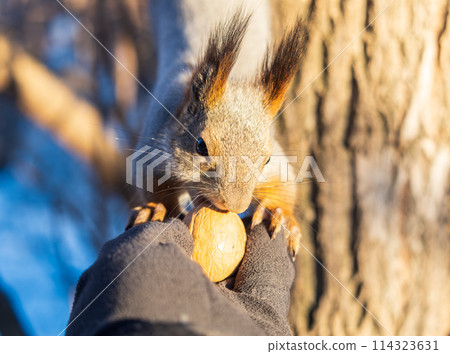 Squirrel eats nuts from a man's hand. Caring for animals in winter or autumn. 114323631