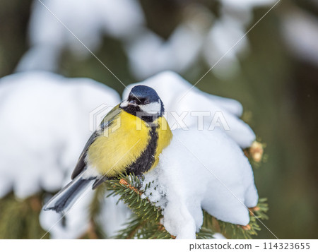 Cute bird Great tit, songbird sitting on the fir branch with snow in winter 114323655