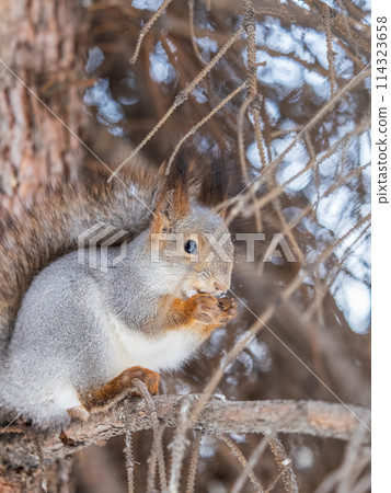 The squirrel with nut sits on tree in the winter or late autumn 114323658