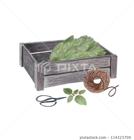 Wooden crate with lemon balm, jute rope, scissors watercolor composition isolated on white. Rustic high quality art in simple stile for vintage design, flower and vegetable shops, organic food labels 114323709