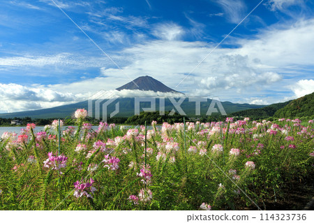 Cleome flowers in full bloom at Oishi Park in Lake Kawaguchi and Mt. Fuji in summer, Kawaguchiko Town, Yamanashi Prefecture Cleome flowers in full bloom at Oishi Park in Lake Kawaguchi and Mt. Fuji in summer, Kawaguchiko Town, Yamanashi Prefecture 114323736