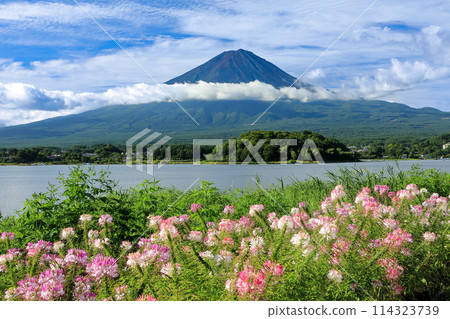 Cleome flowers in full bloom at Oishi Park in Lake Kawaguchi and Mt. Fuji in summer, Kawaguchiko Town, Yamanashi Prefecture 114323739