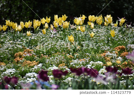 Flowers in the flowerbed of Satoyama Garden in Kamishirone-cho, Asahi-ku, Yokohama City, Kanagawa Prefecture on a rainy day Flowers in the flowerbed of Satoyama Garden in Kamishirone-cho, Asahi-ku, Yokohama City, Kanagawa Prefecture on a rainy day 114323779