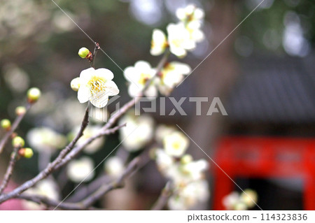 Daimoji plum Tenmangu shrine plum Daimoji plum Tenmangu shrine plum 114323836