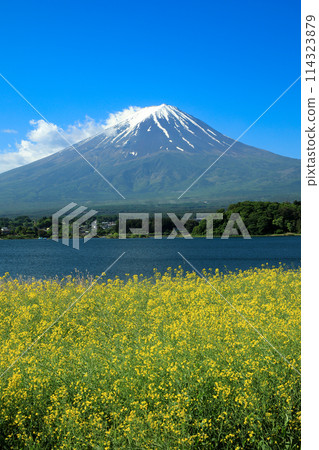 Mt. Fuji as seen from Oishi Park in Lake Kawaguchi with mustard flowers blooming Mt. Fuji as seen from Oishi Park in Lake Kawaguchi with mustard flowers blooming 114323879