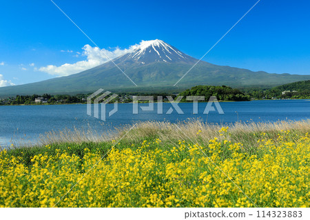 Mt. Fuji as seen from Oishi Park in Lake Kawaguchi with mustard flowers blooming 114323883