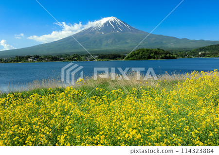 Mt. Fuji as seen from Oishi Park in Lake Kawaguchi with mustard flowers blooming 114323884