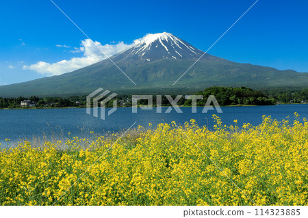 Mt. Fuji as seen from Oishi Park in Lake Kawaguchi with mustard flowers blooming 114323885