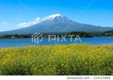 從黃百合盛開的河口湖大石公園眺望富士山 114323888