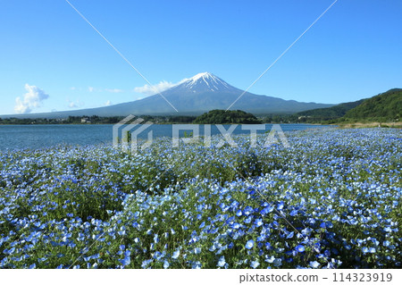 初夏的河口湖大石公園和富士山 山梨縣河口湖町 初夏的河口湖大石公園和富士山 山梨縣河口湖町 114323919