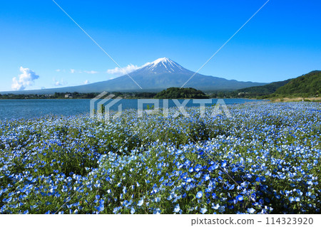 初夏的河口湖大石公園和富士山 山梨縣河口湖町 初夏的河口湖大石公園和富士山 山梨縣河口湖町 114323920
