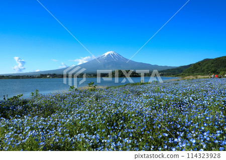 初夏的河口湖大石公園和富士山 山梨縣河口湖町 114323928
