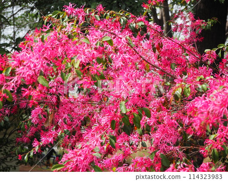 紅花Tokiwamansaku 114323983