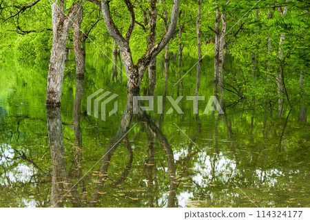 Submerged forest with fresh green leaves after rain Submerged forest with fresh green leaves after rain 114324177