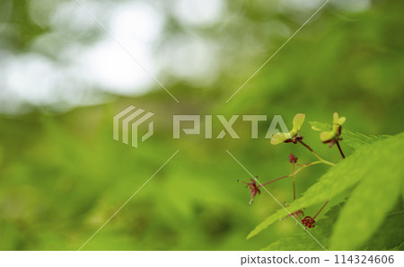 Early summer maple seeds Early summer maple seeds 114324606